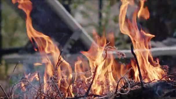 抽象的なオークウッドボンファイアの炎 煙と灰 — ストック動画