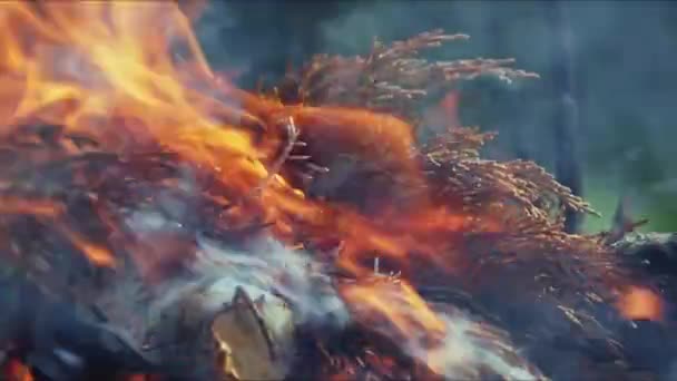 Abstrakt Oak Wood Bonfire Flames Smoke Ashes — Stock video