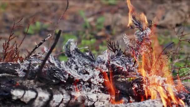 Alevler Çindeki Soyut Meşe Ağacı Ateşi Duman Küller — Stok video