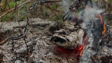  Alevler İçindeki Soyut Meşe Ağacı Ateşi Duman ve Küller