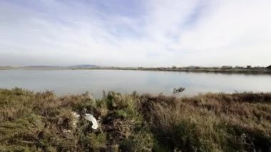 Deniz Suyunda Hayvan Flamingosu