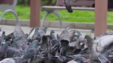  Yerdeki Hayvan Kuş Güvercinleri