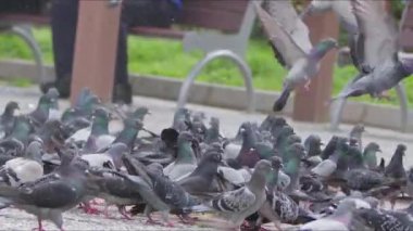  Yerdeki Hayvan Kuş Güvercinleri