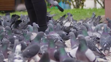  Yerdeki Hayvan Kuş Güvercinleri