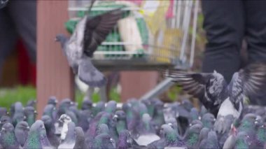  Yerdeki Hayvan Kuş Güvercinleri