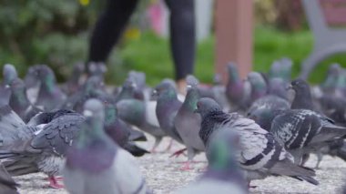  Yerdeki Hayvan Kuş Güvercinleri