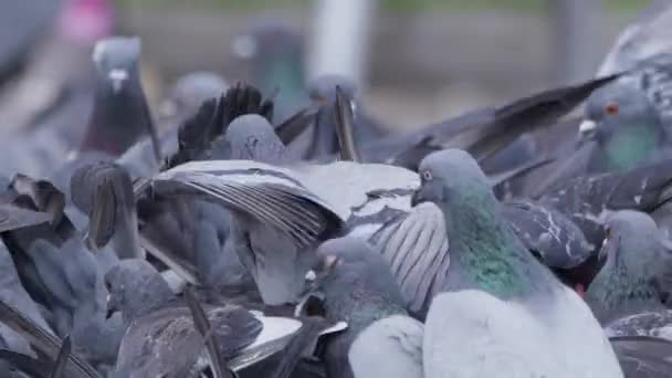 Piccioni Uccelli Animali Terra — Video Stock