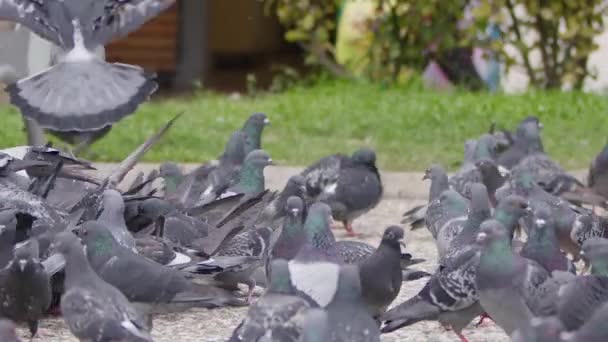 Tierische Vogeltauben Auf Dem Boden — Stockvideo