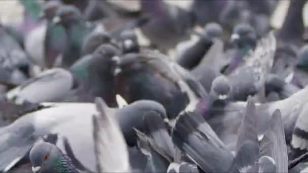 Yerdeki Hayvan Kuş Güvercinleri — Stok video