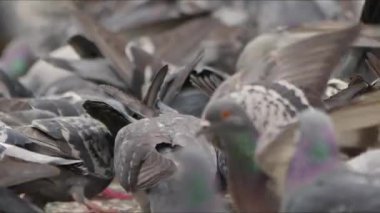  Yerdeki Hayvan Kuş Güvercinleri