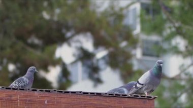  Çatıdaki Hayvan Kuş Güvercinleri