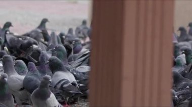  Yerdeki Hayvan Kuş Güvercinleri