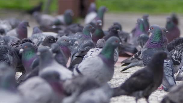 Pombos Pássaro Animais Chão — Vídeo de Stock