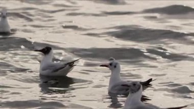 Deniz Sularında Hayvan Kuşu Martıları