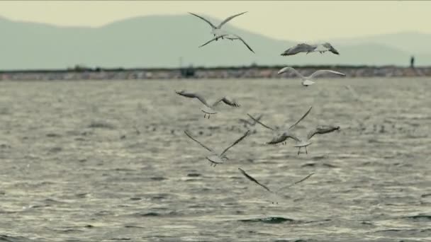 Ptasie Mewy Wodzie Morskiej — Wideo stockowe