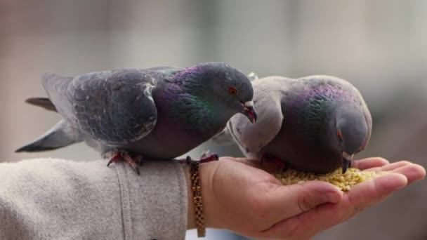 Alimentação Animal Pássaro Pombos Mão — Vídeo de Stock