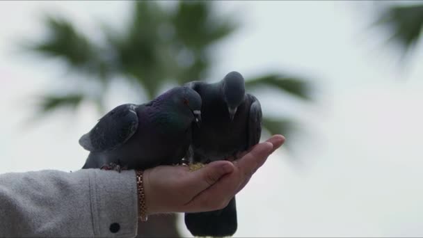 Karmienie Gołębi Ptasich Ręcznie — Wideo stockowe
