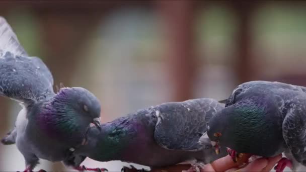 Feeding Animal Bird Pigeons Hand — Stock Video