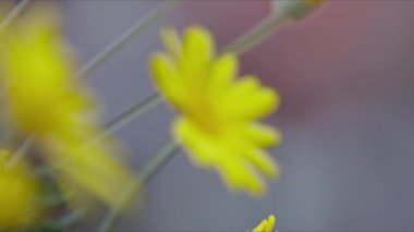 Sarı Daisy Çiçekleri ve Hayvan Kuş Güvercinleri