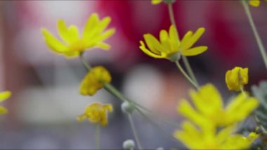 Sarı Daisy Çiçekleri ve Hayvan Kuş Güvercinleri