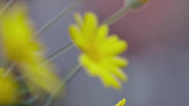 黄色い デイジー ピジョン — ストック動画