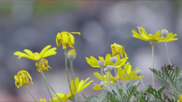 Fleurs Marguerite Jaune Pigeons Oiseaux Animaux — Video