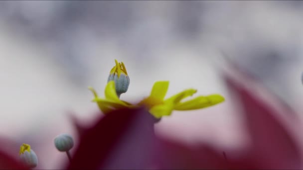 Sarı Daisy Çiçekleri Hayvan Kuş Güvercinleri — Stok video