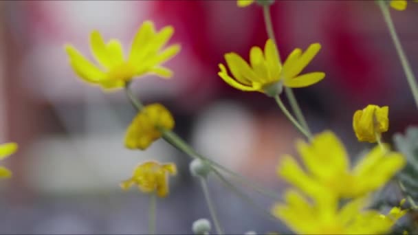 Κίτρινα Λουλούδια Και Περιστέρια Πτηνών Ζώων — Αρχείο Βίντεο