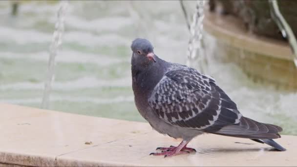 Περιστέρια Πτηνών Ζώων Κοντά Στην Πηγή Νερού — Αρχείο Βίντεο
