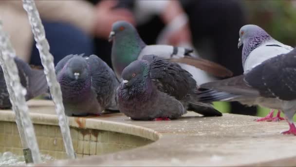 Pigeons Oiseaux Animaux Près Fontaine Eau — Video