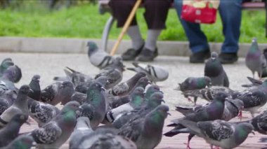  Yerdeki Hayvan Kuş Güvercinleri