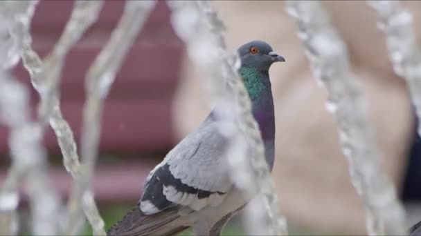 Animal Bird Pigeons Water Fountain — Stock Video