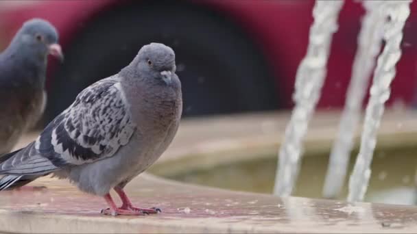 Pombos Pássaro Animais Perto Fonte Água — Vídeo de Stock