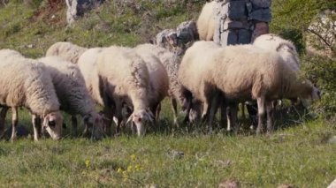 Koyun doğada özgürce otluyor. 
