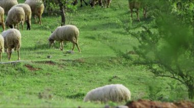 Koyun doğada özgürce otluyor. 