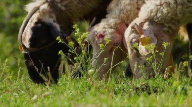 Koyun doğada özgürce otluyor. 