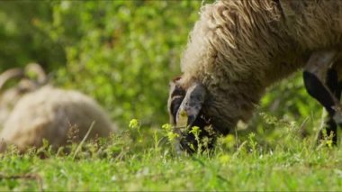 Koyun doğada özgürce otluyor. 