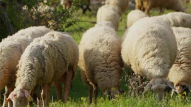 Koyun doğada özgürce otluyor. 
