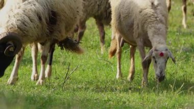 Koyun doğada özgürce otluyor. 