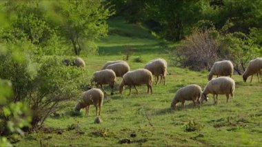 Koyun doğada özgürce otluyor. 
