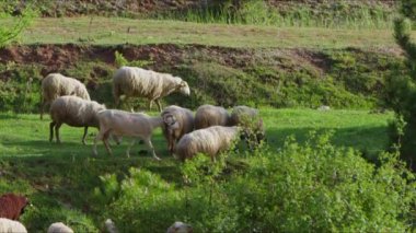 Koyun doğada özgürce otluyor. 