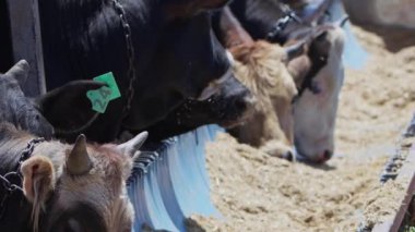 Hayvan pazarında Kurban Bayramı 'nda Tanrı' ya kurban olarak sunulan inekler. 