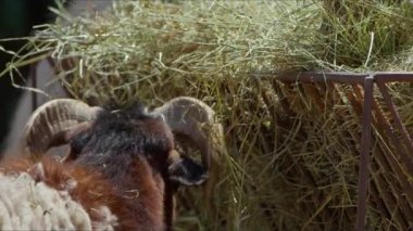 Sheep and Goats Prepared for Eid al-Adha in Islam 