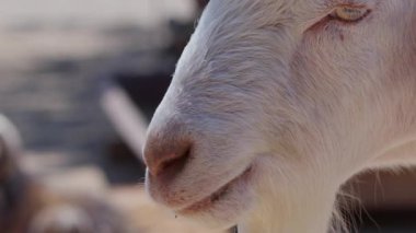 Sheep and Goats Prepared for Eid al-Adha in Islam 