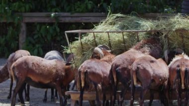Sheep and Goats Prepared for Eid al-Adha in Islam 