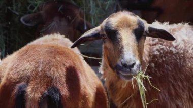 Sheep and Goats Prepared for Eid al-Adha in Islam 