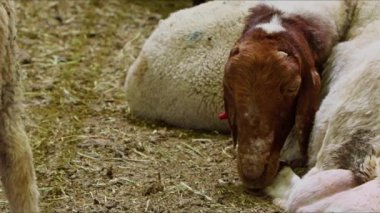 Sheep and Goats Prepared for Eid al-Adha in Islam 