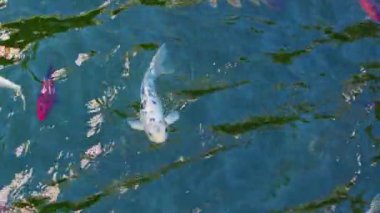 Göldeki Koi Balıklarının Renkli Çeşitleri