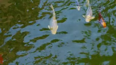 Göldeki Koi Balıklarının Renkli Çeşitleri