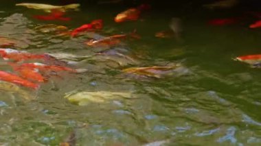 Göldeki Koi Balıklarının Renkli Çeşitleri